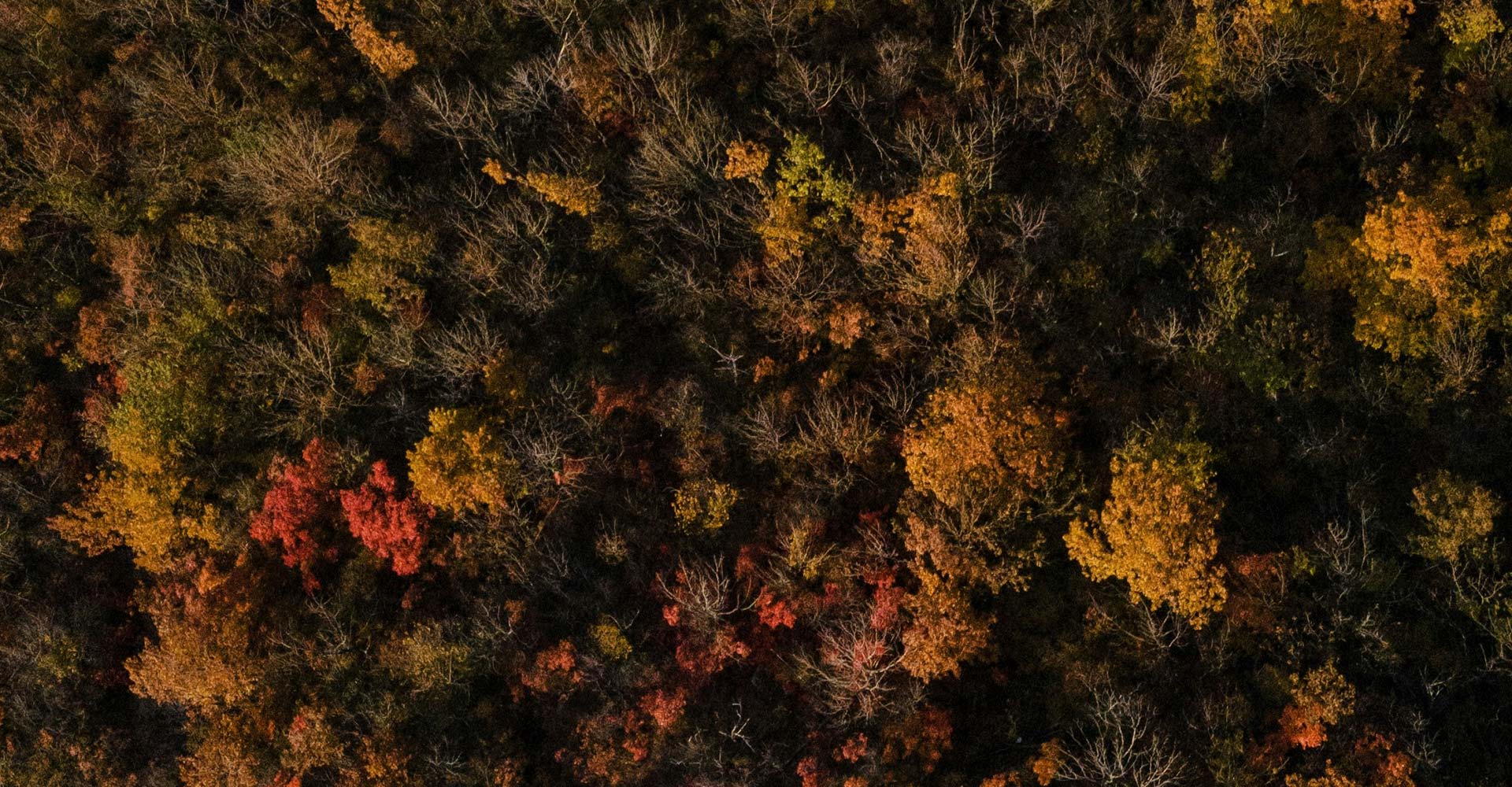 An aerial view of a dense forest showcasing a mix of green, yellow, orange, and red foliage, indicating the transition into autumn.