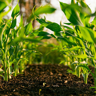 Close-up view of young green plants growing in rows in a cultivated field with dark soil.