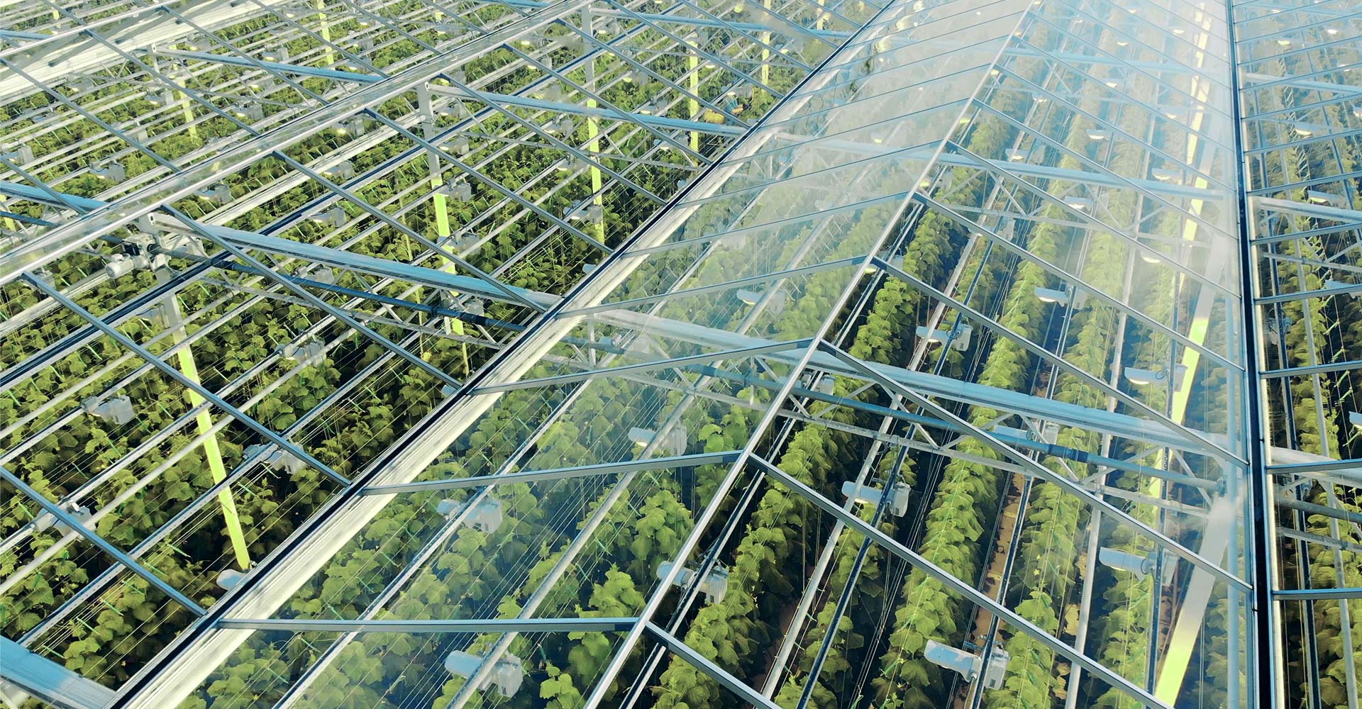 Aerial view of a large greenhouse with a glass roof, housing rows of plants in an organized pattern.
